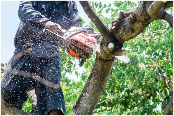 tree services River Hills